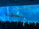 沖縄美ら海水族館に投稿された画像（2025/6/29）