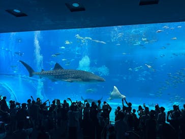 沖縄美ら海水族館に投稿された画像（2025/6/29）