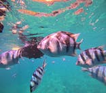 沖縄ゴリダイブに投稿された画像（2025/6/29）