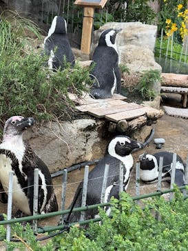 サンシャイン水族館に投稿された画像（2025/6/29）