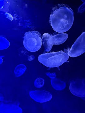 サンシャイン水族館に投稿された画像（2025/6/29）