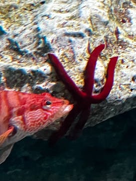 葛西臨海水族園に投稿された画像（2025/6/29）