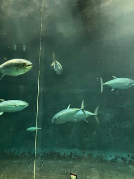 葛西臨海水族園に投稿された画像（2025/6/29）