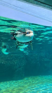 葛西臨海水族園に投稿された画像（2025/6/29）