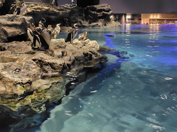 すみだ水族館に投稿された画像（2025/6/29）