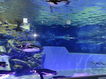 すみだ水族館に投稿された画像（2025/6/29）