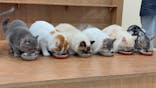 Cat Café MOFF イーアス沖縄豊崎店に投稿された画像（2025/6/29）