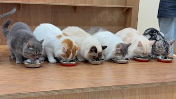 Cat Café MOFF イーアス沖縄豊崎店に投稿された画像（2025/6/29）