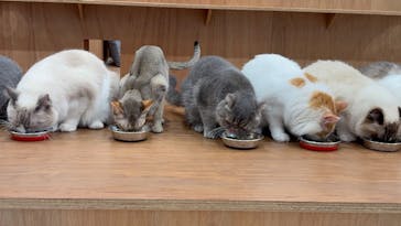 Cat Café MOFF イーアス沖縄豊崎店に投稿された画像（2025/6/29）