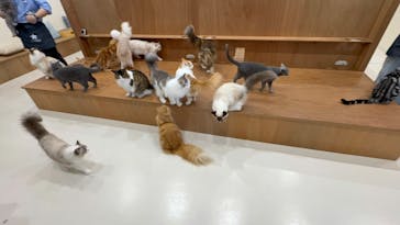 Cat Café MOFF イーアス沖縄豊崎店に投稿された画像（2025/6/29）