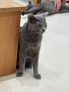 Cat Café MOFF イーアス沖縄豊崎店に投稿された画像（2025/6/29）