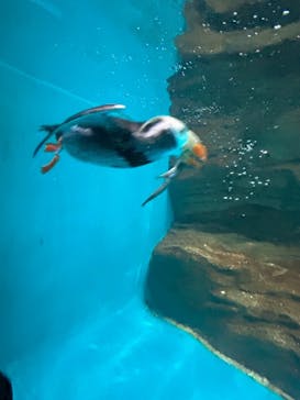 アクアワールド茨城県大洗水族館に投稿された画像（2025/6/29）
