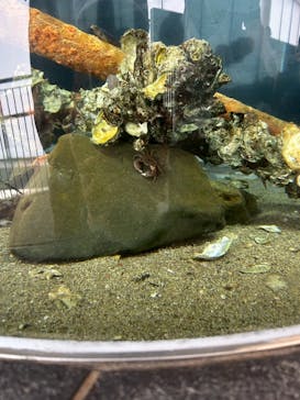 アクアワールド茨城県大洗水族館に投稿された画像（2025/6/29）