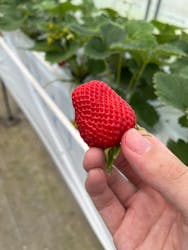 八ヶ岳エナジーファーム　いちご畑としいたけの森に投稿された画像（2025/6/29）