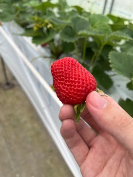 八ヶ岳エナジーファーム　いちご畑としいたけの森に投稿された画像（2025/6/29）