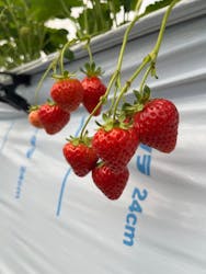 八ヶ岳エナジーファーム　いちご畑としいたけの森に投稿された画像（2025/6/29）