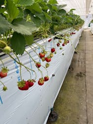 八ヶ岳エナジーファーム　いちご畑としいたけの森に投稿された画像（2025/6/29）