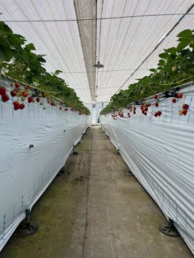 八ヶ岳エナジーファーム　いちご畑としいたけの森に投稿された画像（2025/6/29）