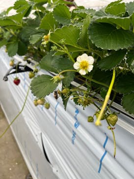 八ヶ岳エナジーファーム　いちご畑としいたけの森に投稿された画像（2025/6/29）