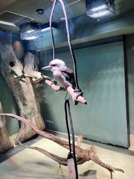 カワスイ 川崎⽔族館に投稿された画像（2025/6/29）