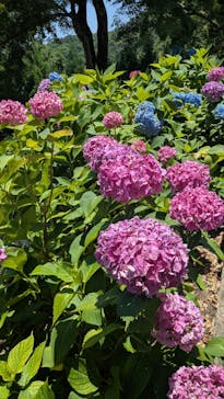 勝尾寺に投稿された画像（2025/6/29）