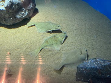 葛西臨海水族園に投稿された画像（2025/6/29）