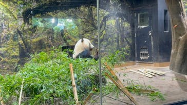 恩賜上野動物園に投稿された画像（2025/6/29）