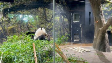 恩賜上野動物園に投稿された画像（2025/6/29）