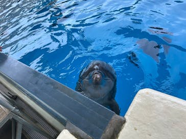 新江ノ島水族館に投稿された画像（2025/6/29）