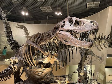 国立科学博物館に投稿された画像（2025/6/30）