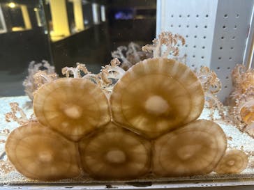 AOAO SAPPOROに投稿された画像（2025/6/30）