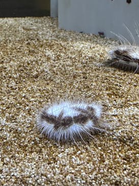 AOAO SAPPOROに投稿された画像（2025/6/30）