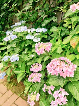 横浜イングリッシュガーデンに投稿された画像（2025/6/14）