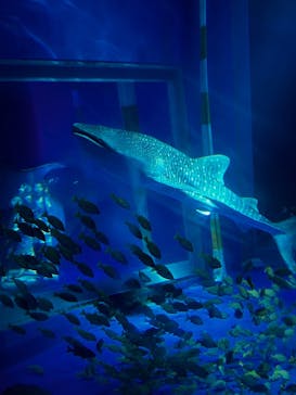 のとじま水族館に投稿された画像（2025/6/30）