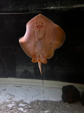 のとじま水族館に投稿された画像（2025/6/30）