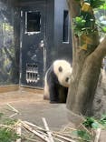 恩賜上野動物園に投稿された画像（2025/6/30）