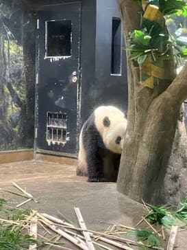 恩賜上野動物園に投稿された画像（2025/6/30）