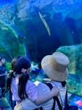 しながわ水族館に投稿された画像（2025/6/30）