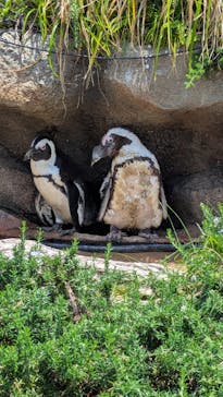 サンシャイン水族館に投稿された画像（2025/6/30）