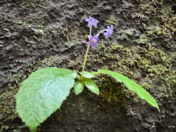 ウィーガイド鋸山に投稿された画像（2025/6/30）