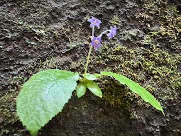 ウィーガイド鋸山に投稿された画像（2025/6/30）
