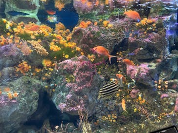 新江ノ島水族館に投稿された画像（2025/6/30）