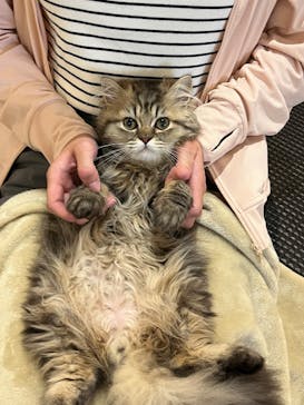 猫カフェモカ　アルシェ大宮店に投稿された画像（2025/6/30）