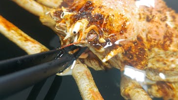 いきもの探検隊に投稿された画像（2025/6/30）