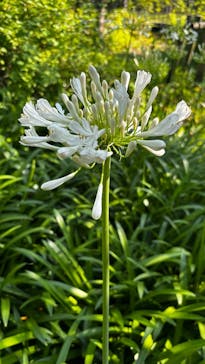 安城産業文化公園デンパークに投稿された画像（2025/6/30）