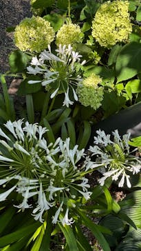 安城産業文化公園デンパークに投稿された画像（2025/6/30）