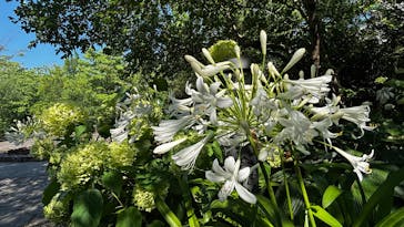 安城産業文化公園デンパークに投稿された画像（2025/6/30）