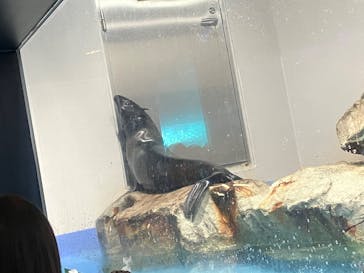 マクセル アクアパーク品川に投稿された画像（2025/6/30）