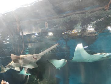 マクセル アクアパーク品川に投稿された画像（2025/6/30）