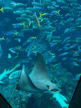 鴨川シーワールドに投稿された画像（2025/6/30）